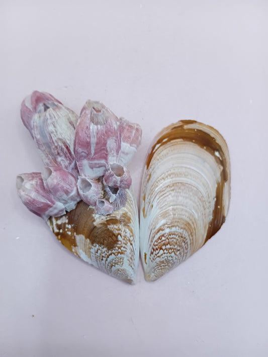 Natural Mussel Pair with Barnacles - 3.5"
