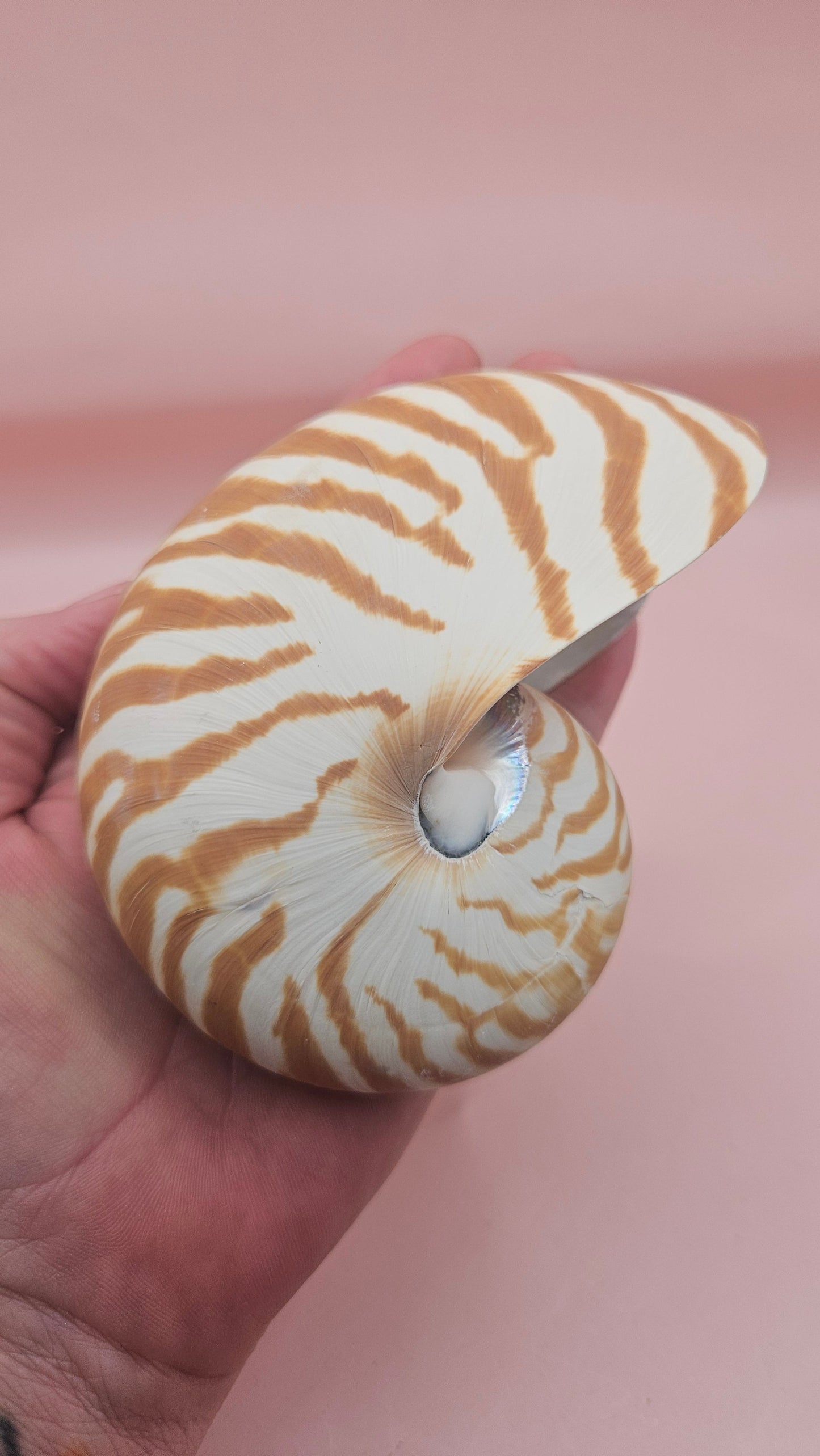 Tiger Nautilus Shell – Striking Natural Ocean Decor 4"