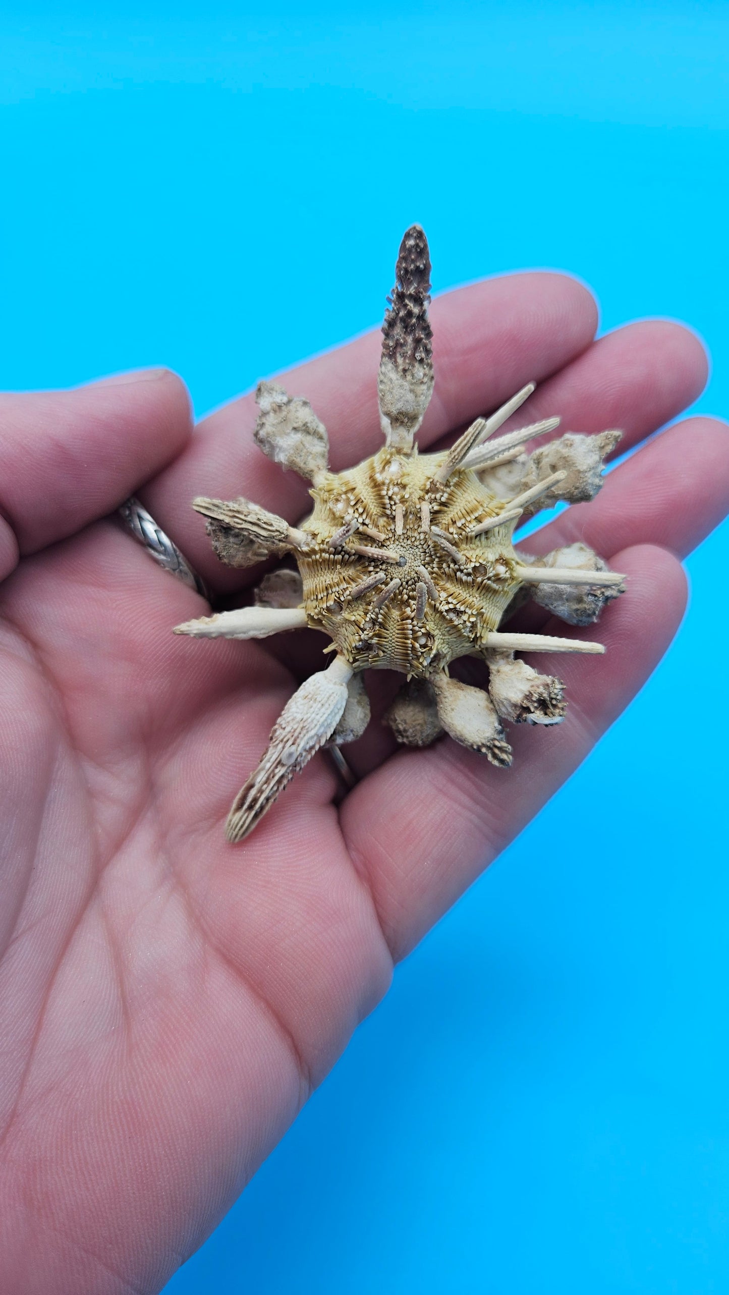 Pine Tree Urchin Display Shell – 2.8" Coastal Home Décor Piece