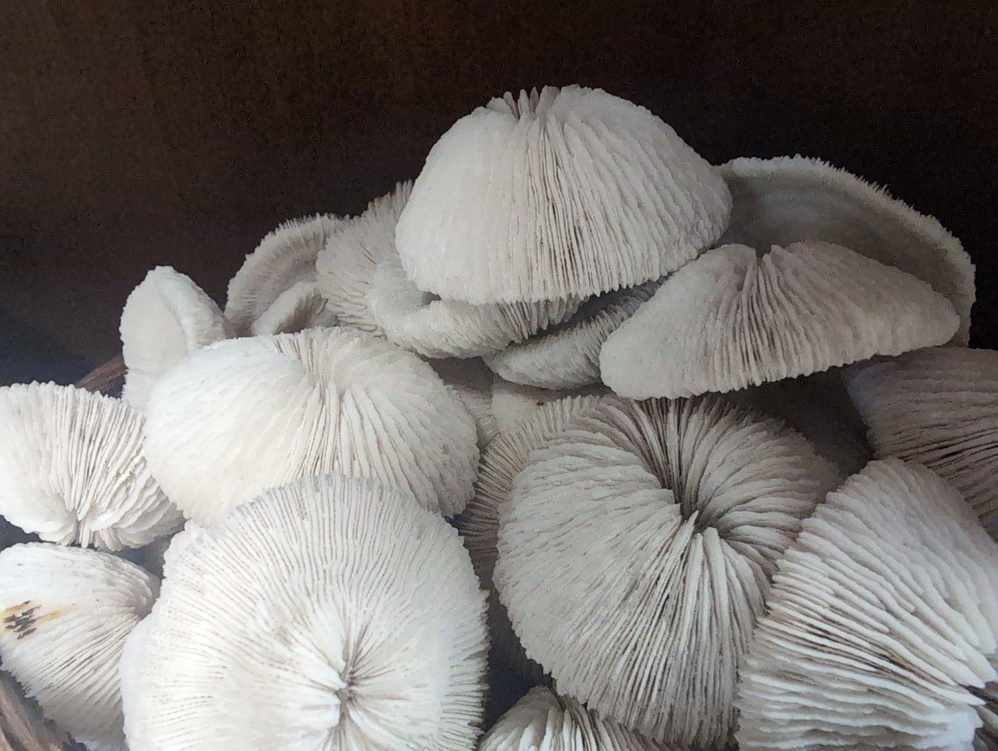 Mini Mushroom Coral 2"