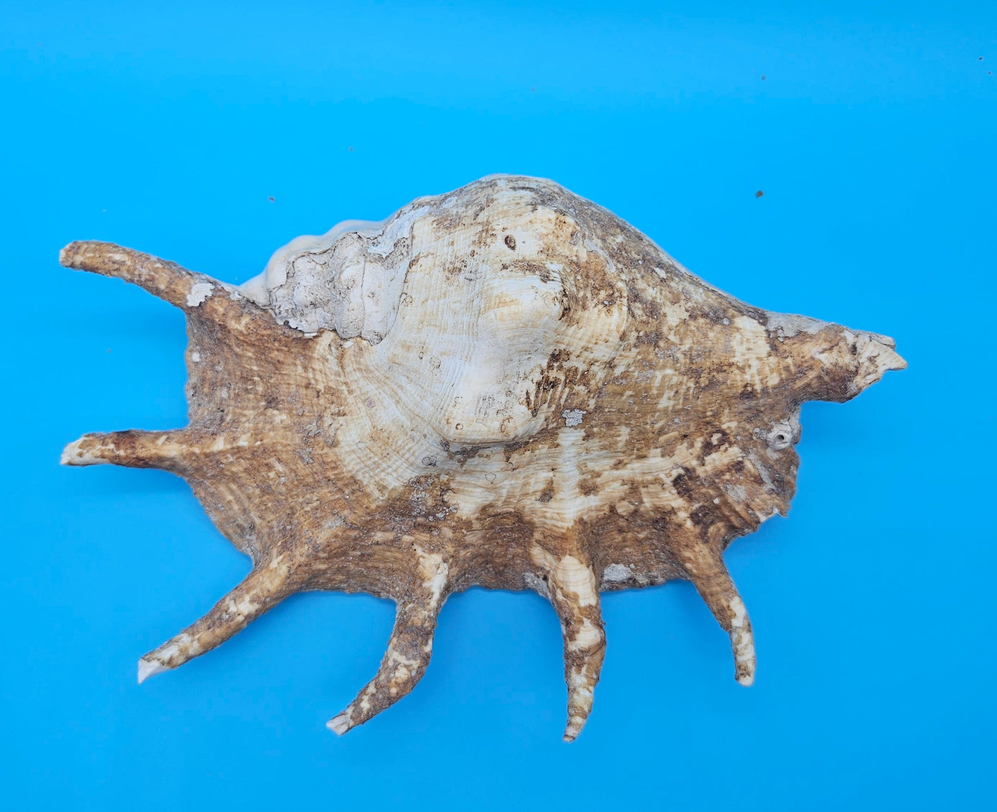 Large Perio Lambis Truncata Display Shell – Premium Coastal Home Decor Specimen (Lambis truncata)