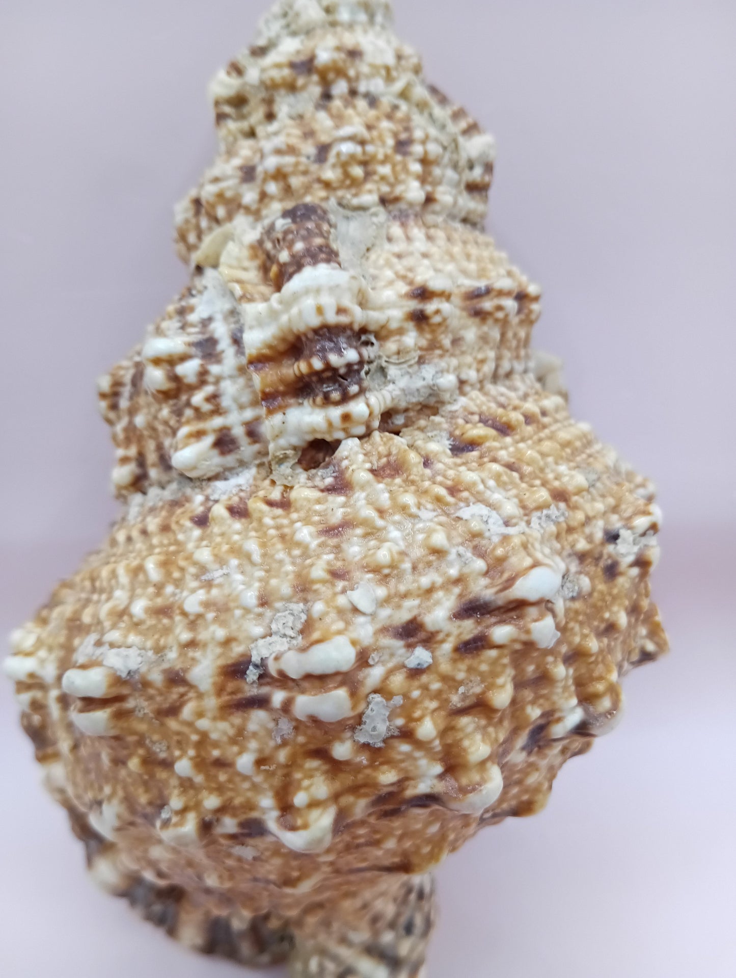 Natural Frog Conch Shell – 6.8" Coastal Display Bursa Bulba Tutufa bubo