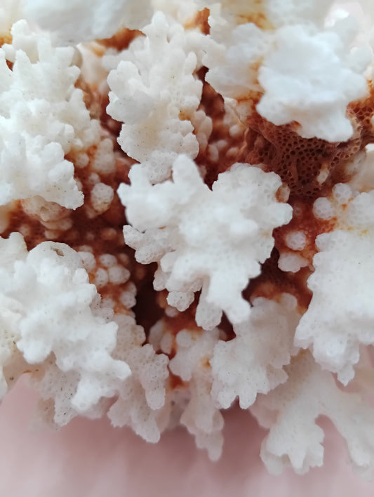 Vintage Brownstem Coral – Natural Textured Branch Form 8x7x 5.5