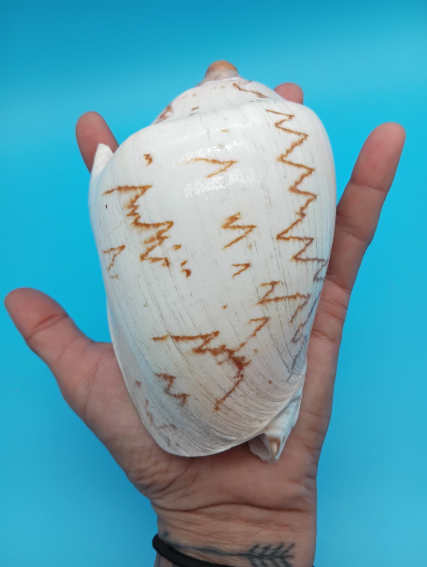 Noble Volute Shell 5" – Premium Coastal Decor Display Cymbiola nobilis