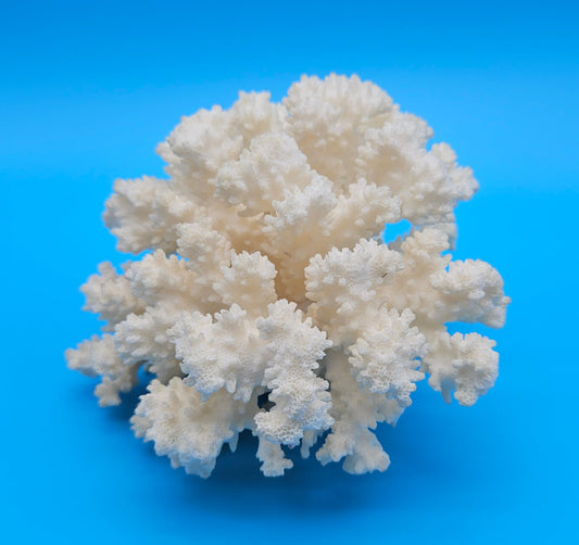 Vintage Brownstem Coral Specimen 7.25x6x4 – White Branch Coral Decor