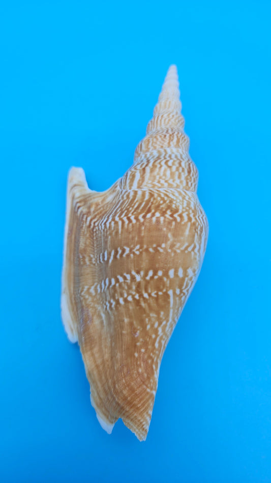 Lister’s Conch Display Shell – 5.5" Golden Spiral Coastal Décor Piece Mirabilistrombus listeri