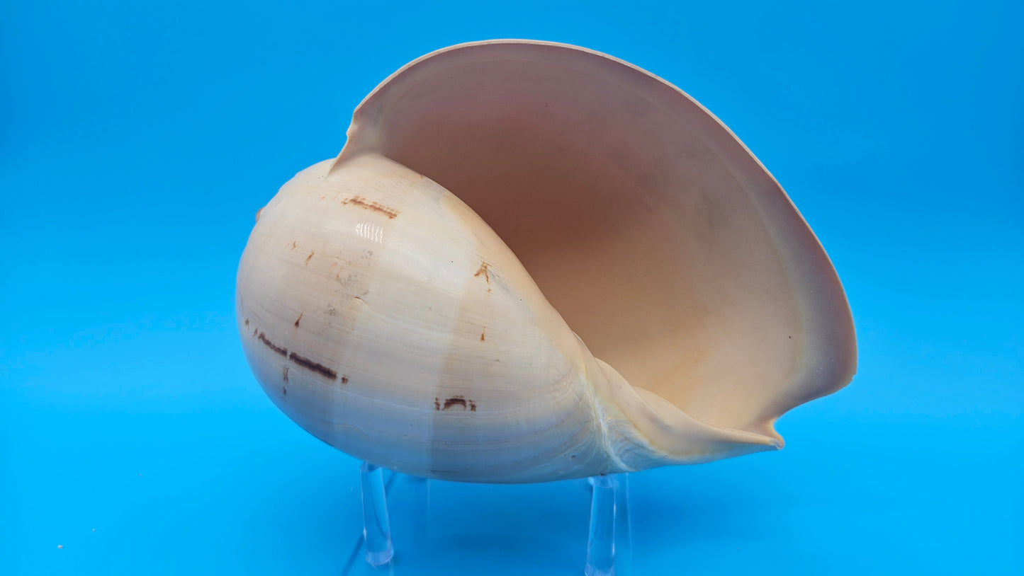 Polished Crown Melon Shell 8.75" Large Coastal Display with Smooth Gloss Finish