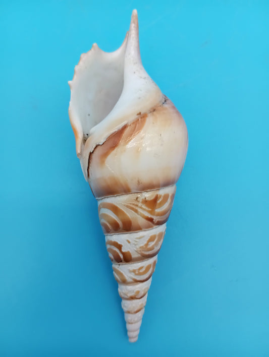 Carved Tibia Shell with Sailboat Scene – 5"