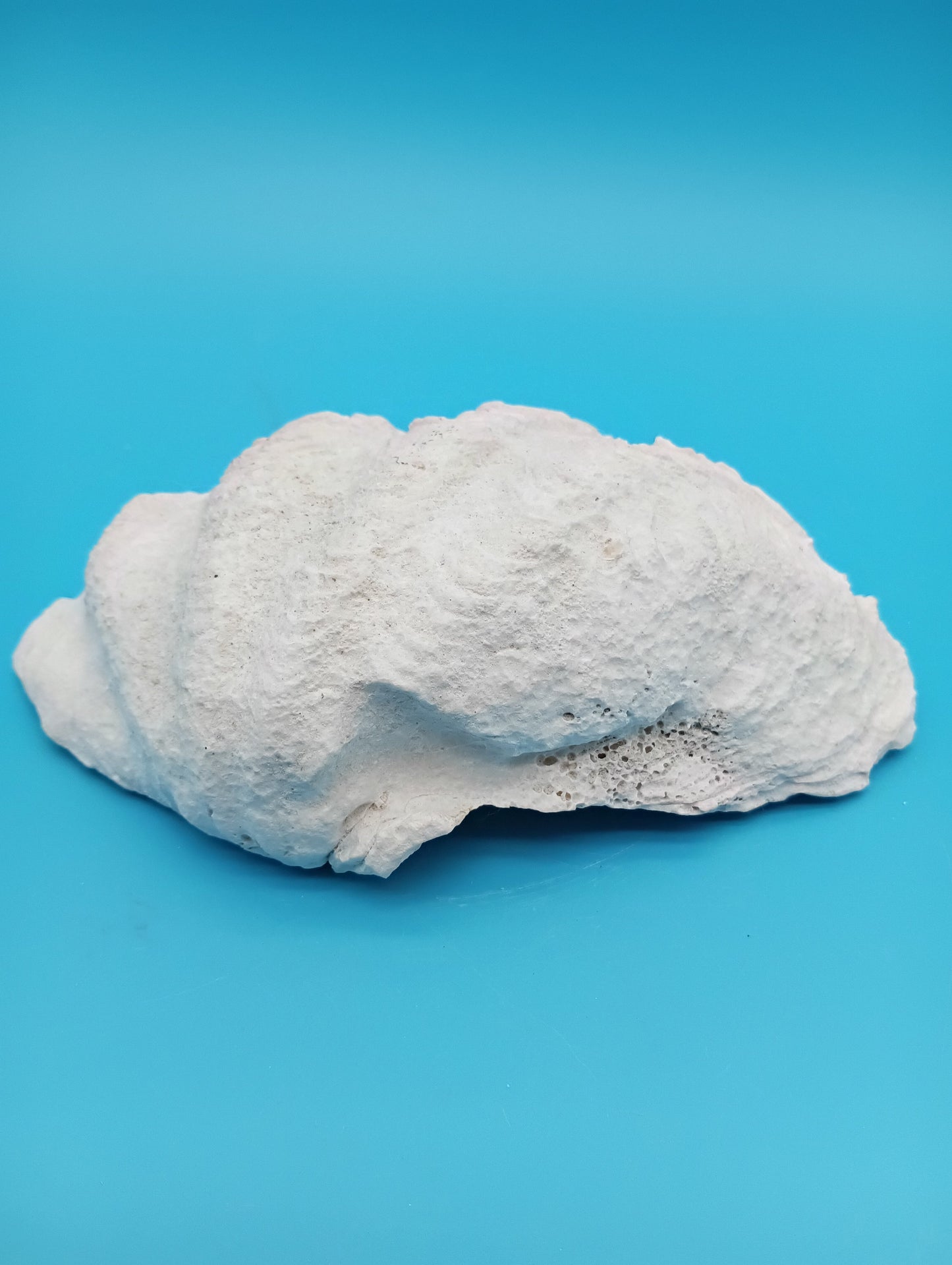 Derasa Clam Shell – Tridacna derasa, 7"