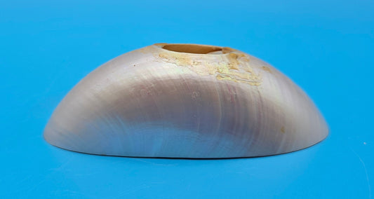 Bottom Cut Pearl Nautilus Shell Base – 4"