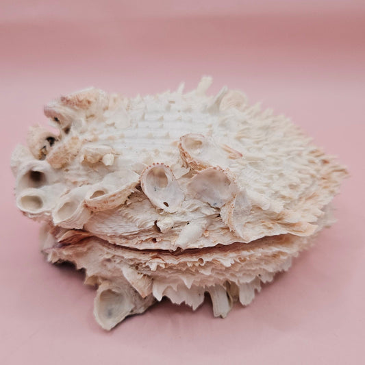Hinged Cream Spondylus Shell – 4.7" Spiny Thorny Oyster Textured Coastal Display with Barnacles