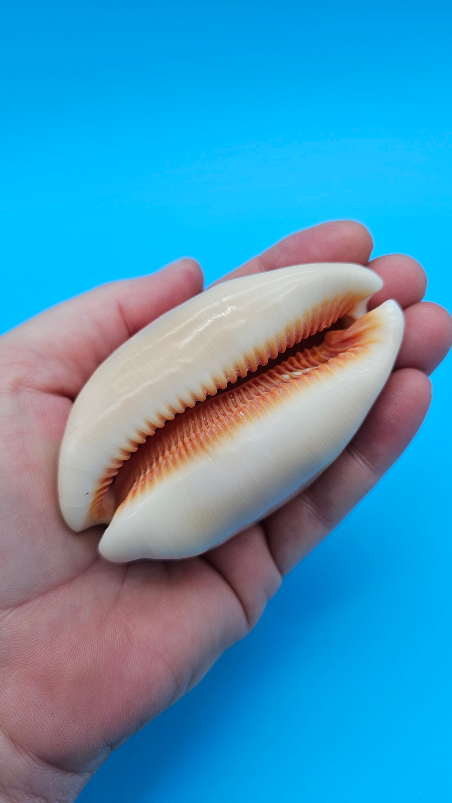 Golden Cowrie Shell – Lyncina aurantium – 3.2" Display Seashell