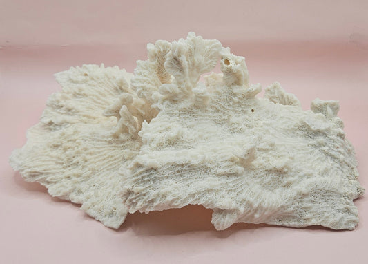 Vintage Merulina Coral Specimen – Ruffled White Reef Form