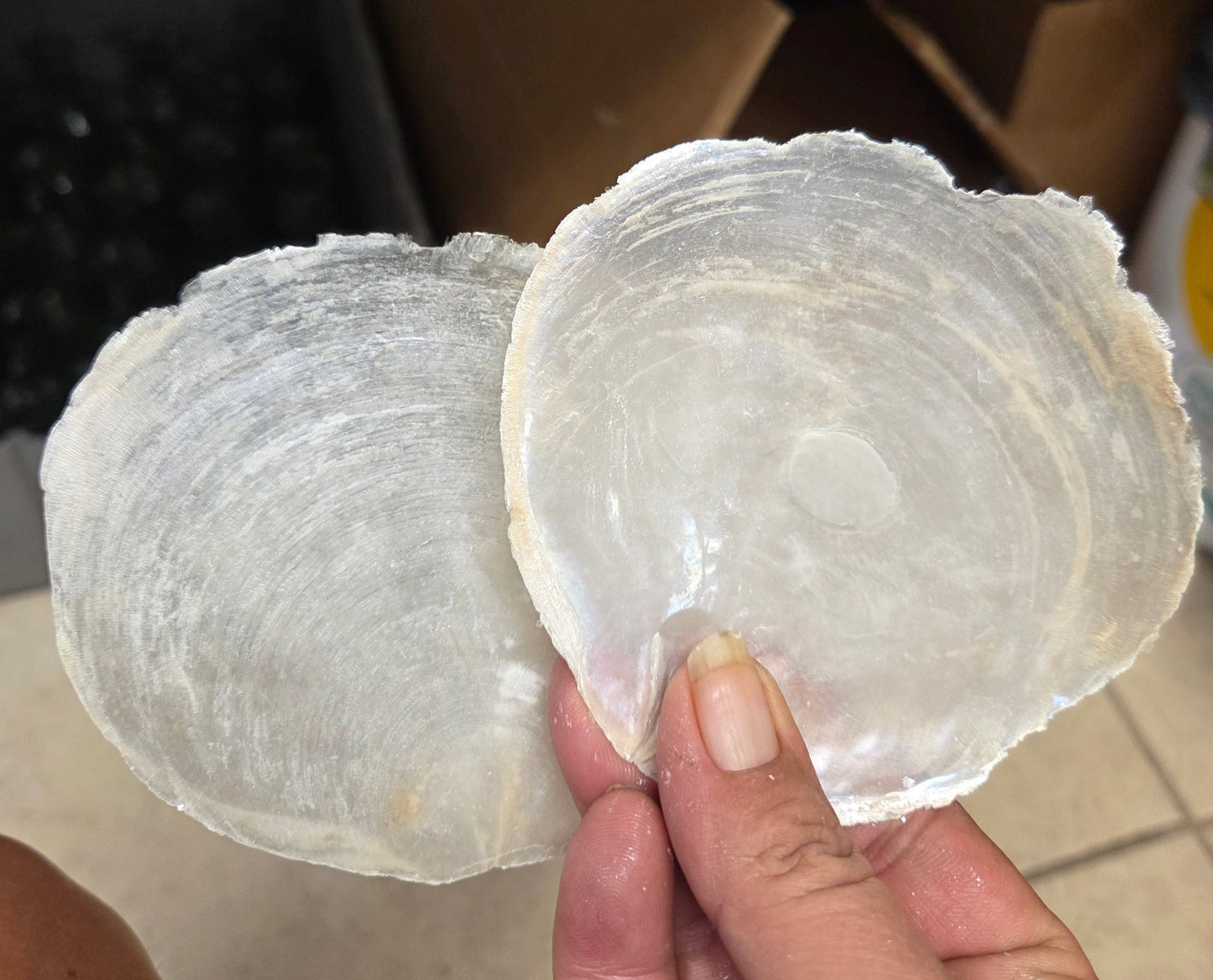 Raw Capiz Shell