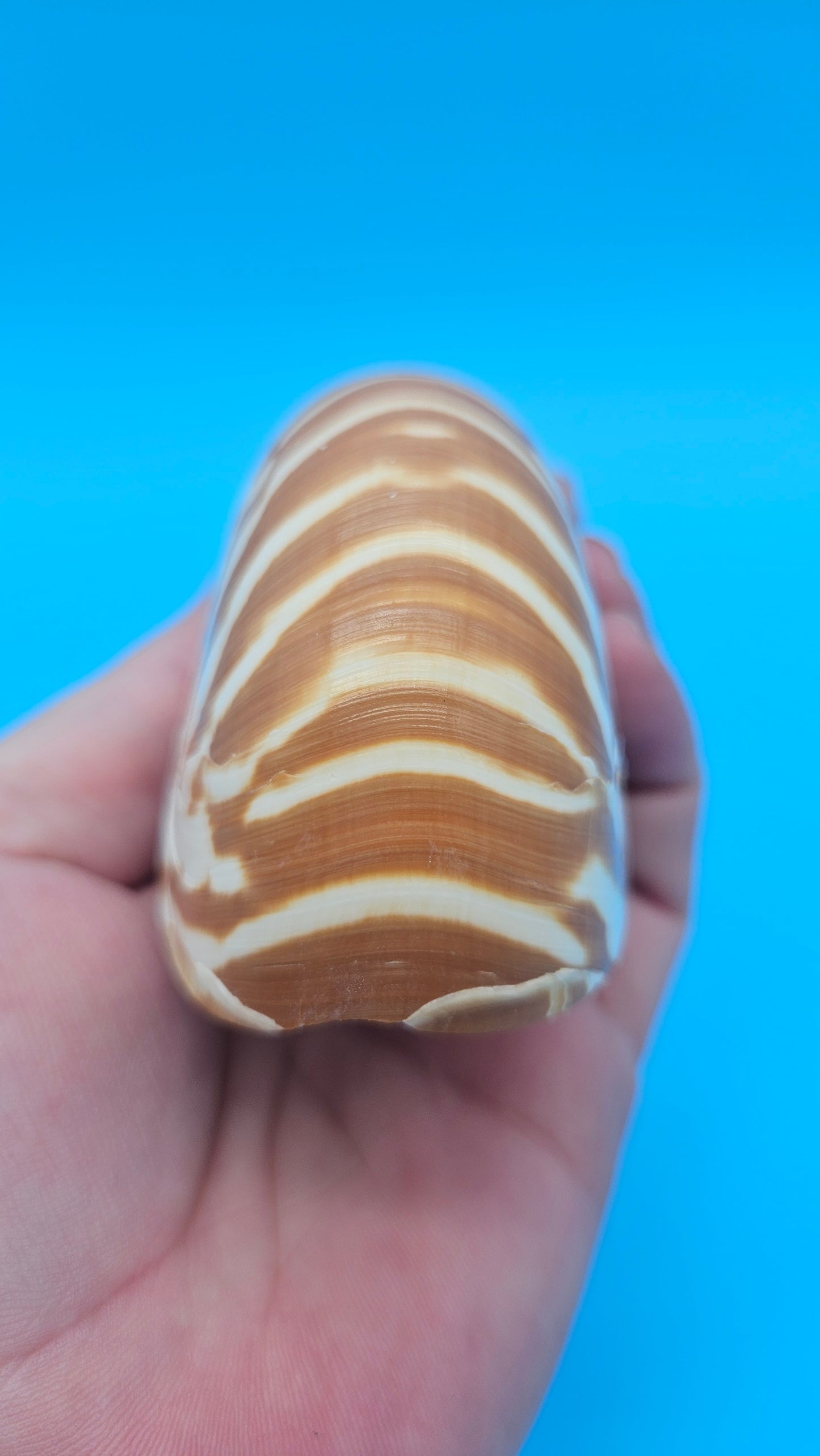 Chambered Tiger Nautilus Shell – Striking Natural Ocean Decor 3" (Nautilus pompilius)