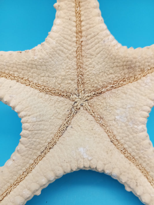 Vintage Thorny Tan Starfish Specimen 11" - Natural Marine Coastal Decor