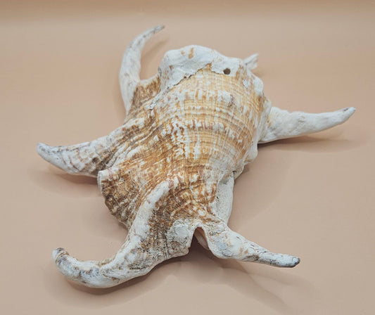 Large Chiagra Lambis Spider Conch Shell – 9.5" Display Shell with Natural Curved Spines