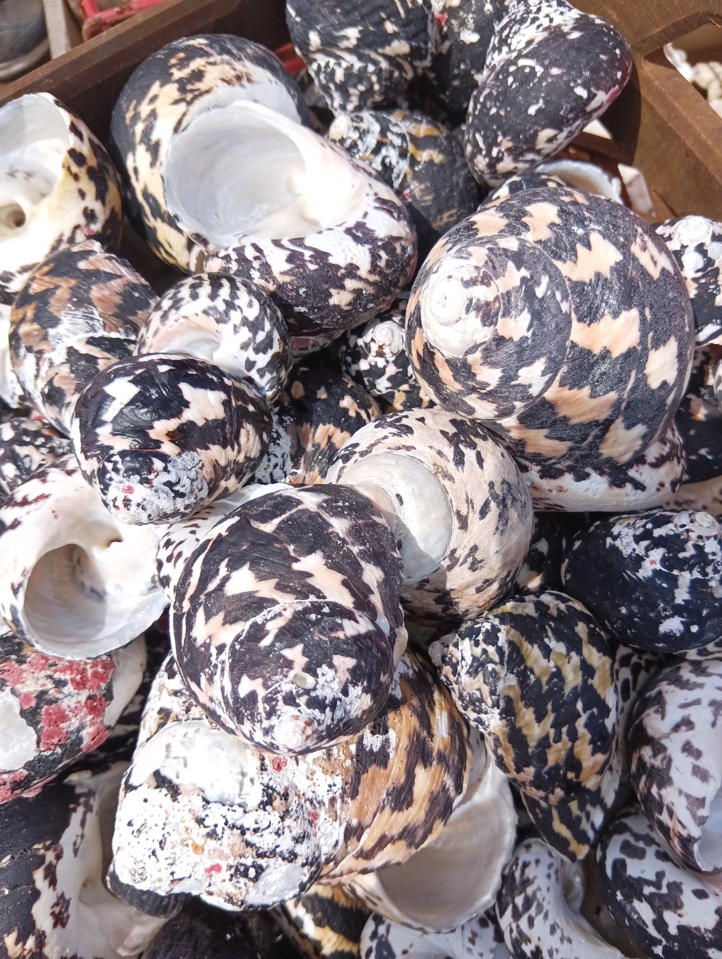 Black and Pearl Pica Magpie Turbo Shells Caribbean Gulf Seashells