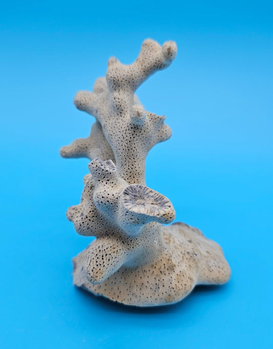 Vintage Blue Ridge Coral Specimen 5x5x3 – Natural Branching Coral Decor
