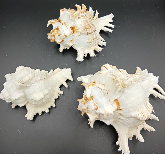 Murex Ramosus Shell
