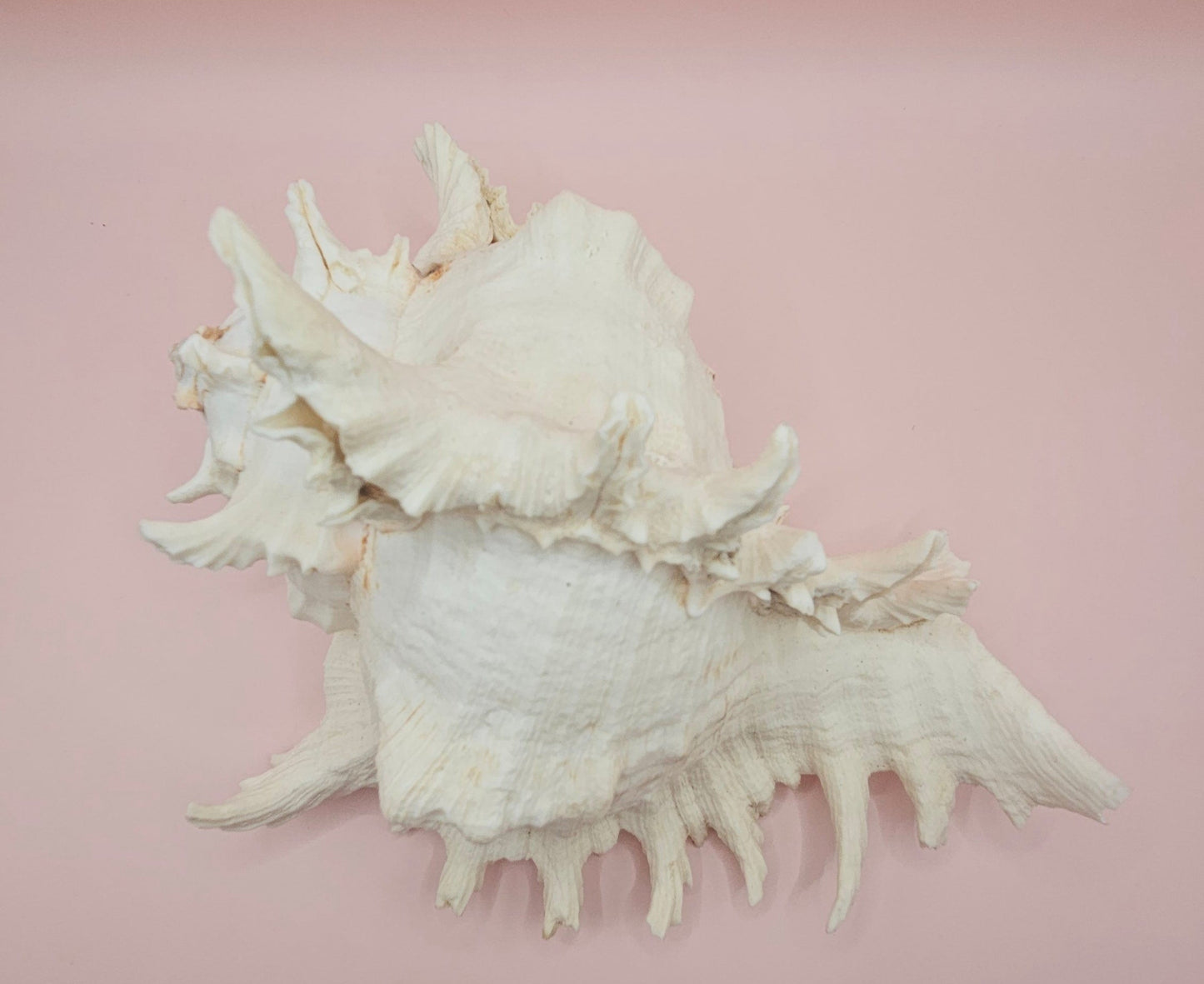Murex Ramosus Conch – Large Spiny Seashell for Coastal & Nautical Decor (8.5" x 6.5")