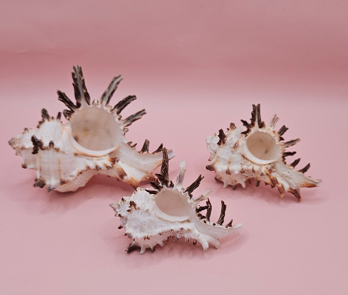 Trio of Murex Endive Shells | Coastal Display Decor | Spiked Sea Shells for Nautical Styling