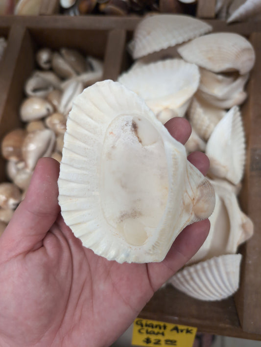 Ark Clam Shell Half (Telligarca Granosa)