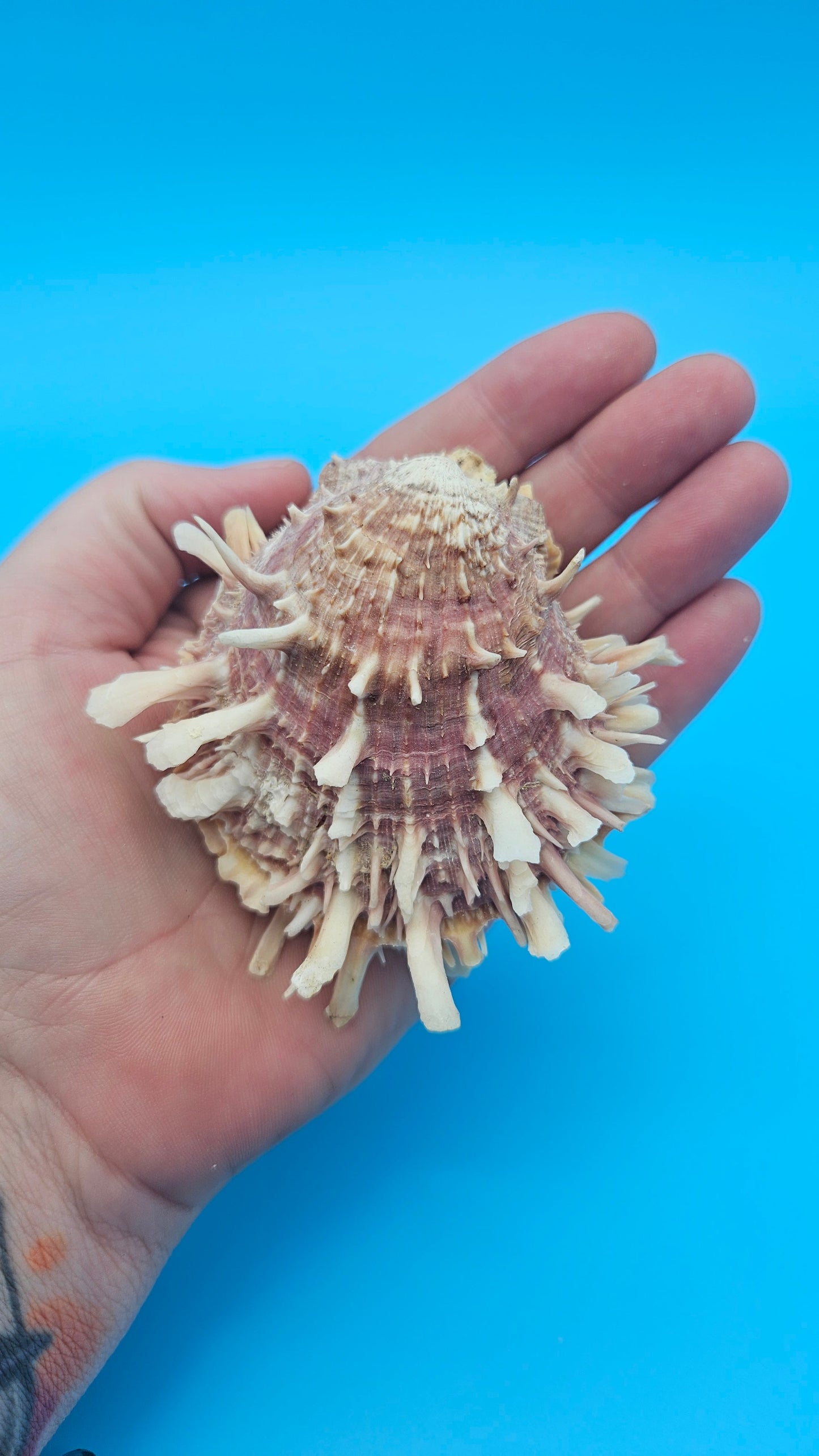 Spiny Spondylus Shell Pair 3.2" – Pink Textured Coastal Display Shell