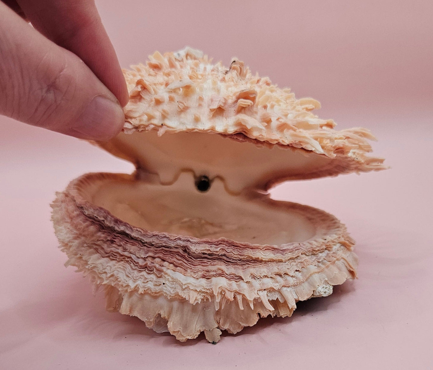 Spiny Spondylus Shell 5" Pink and Ivory Display Shell Coastal Decor