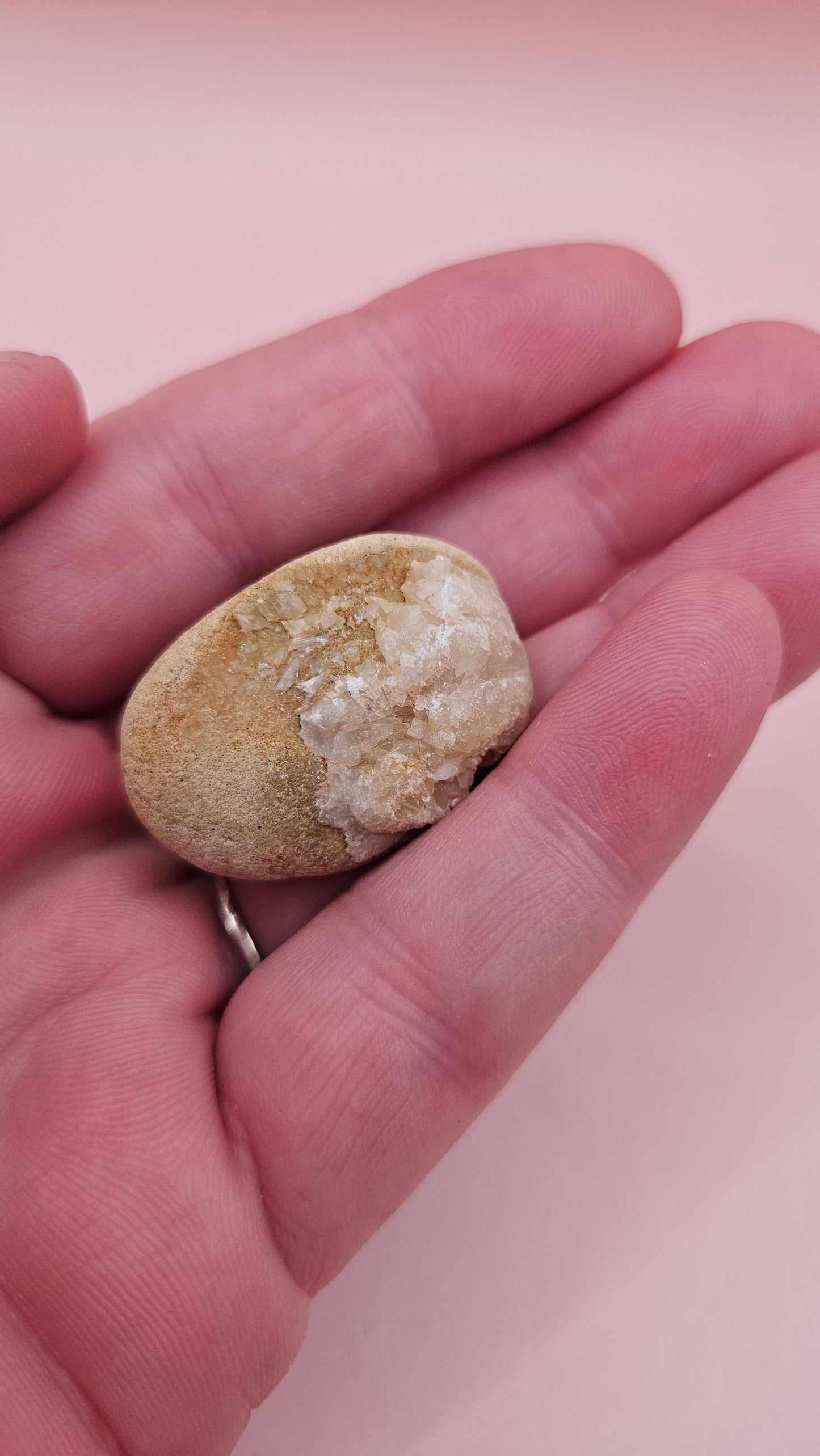 Cretaceous Fossil Clam with Quartz Crystal | Ancient Marine Shell Displa