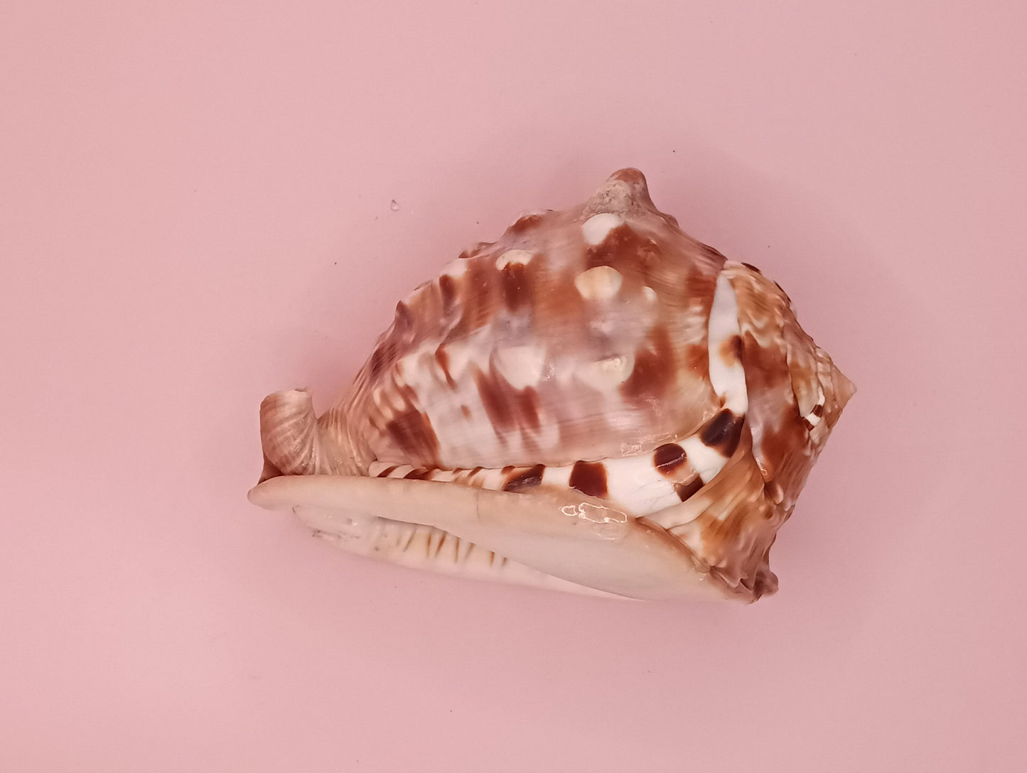 King Helmet Display Shell- Cassis flammea 4.8"