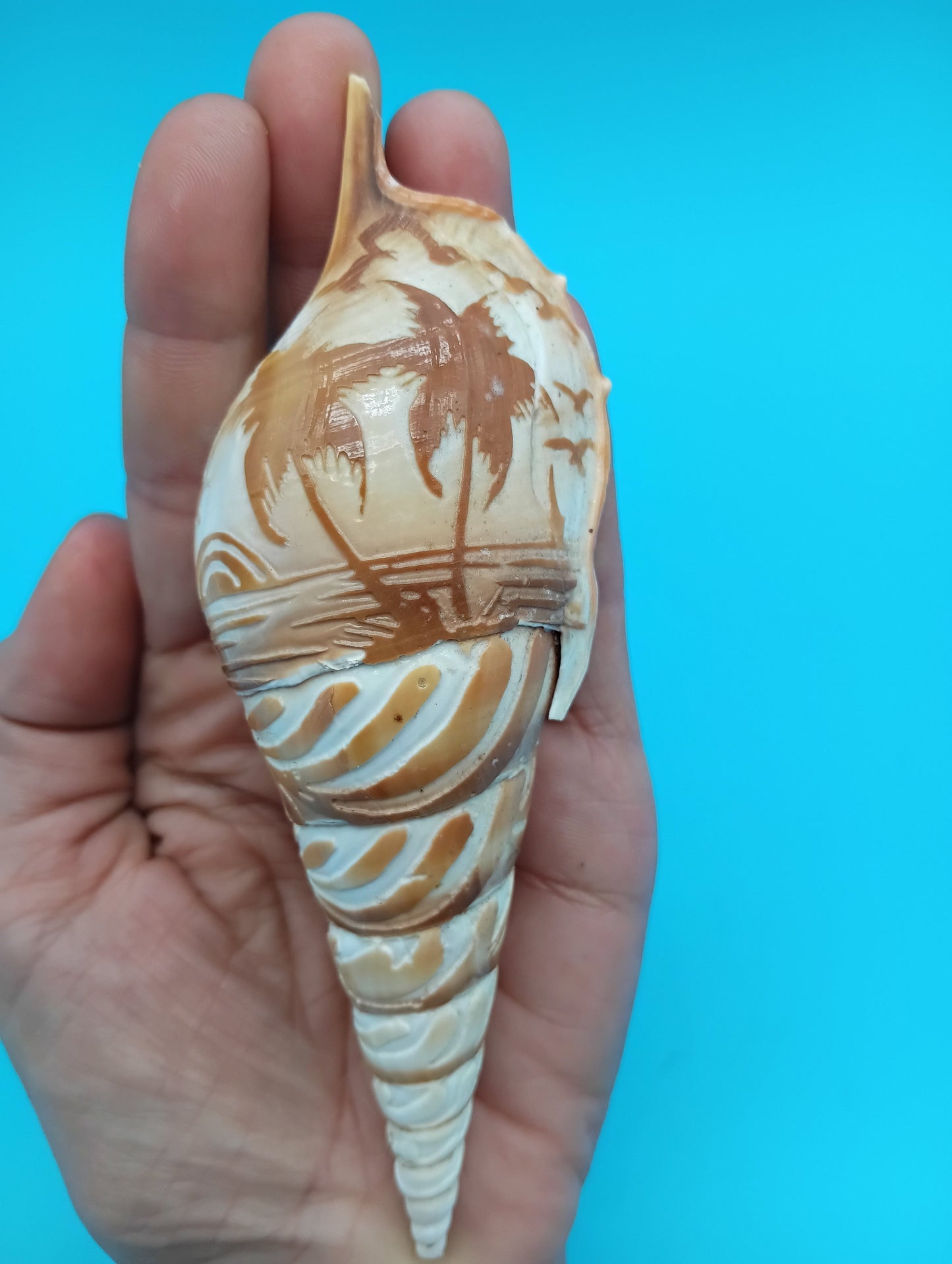 Carved Tibia Shell with Palm Tree Scene – 5.3"
