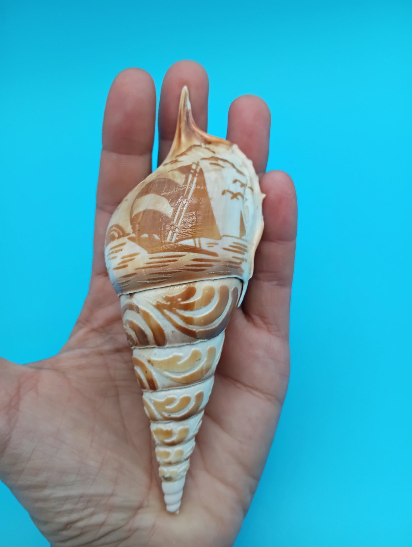 Carved Tibia Shell with Sailboat Scene – 5"