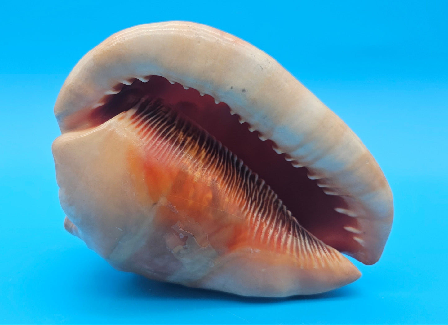 Bullmouth Helmet Shell 6.5" Display with Bold Spiral and Earthy Tones