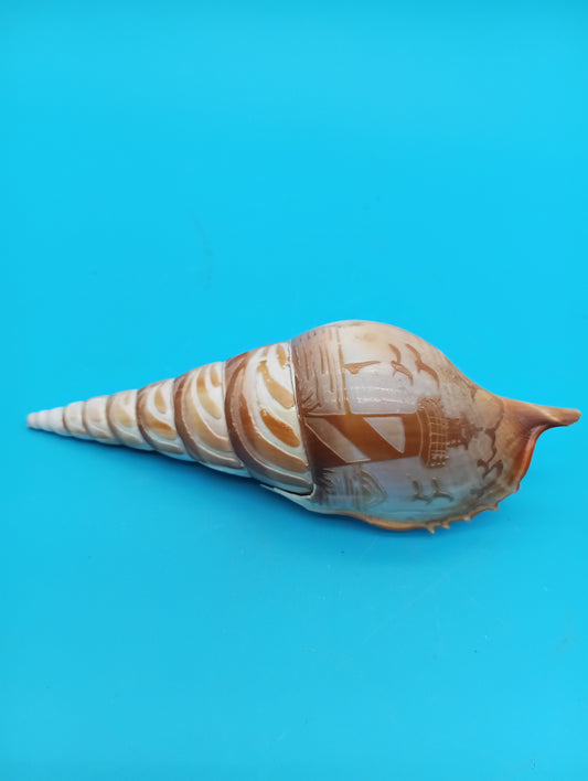 Carved Tibia Shell with Lighthouse Scene – 5"