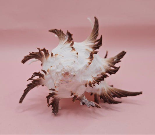 Black Murex Endive Shell with Long Spines – 4.2" Display Shell Coastal Decor