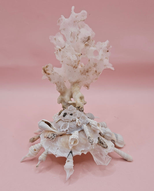 Pallid Carrier Shell with Tube Coral & Seaglass | 5x4 Coastal Display Shell
