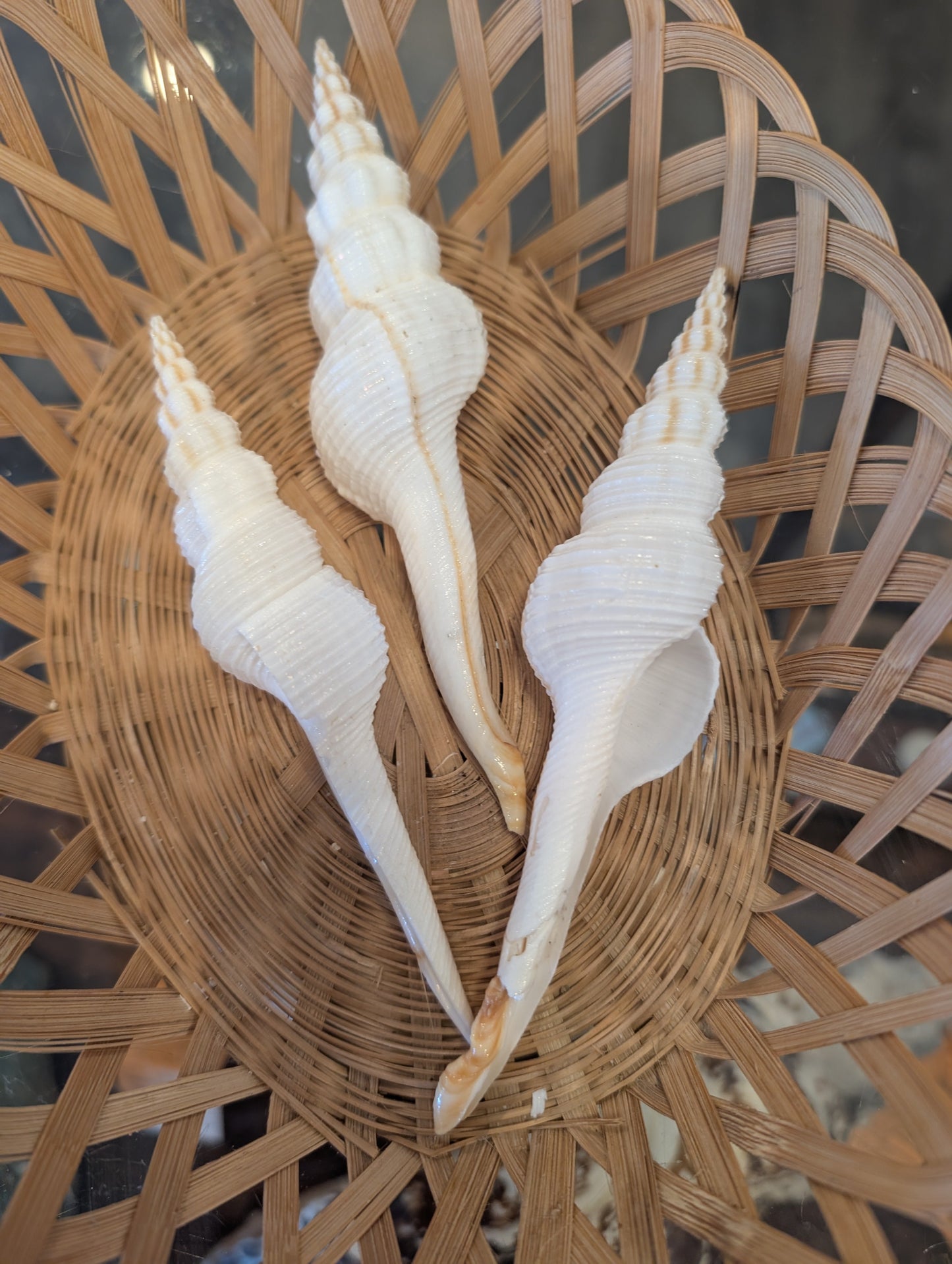 Fusus Colus White Spindle Shell