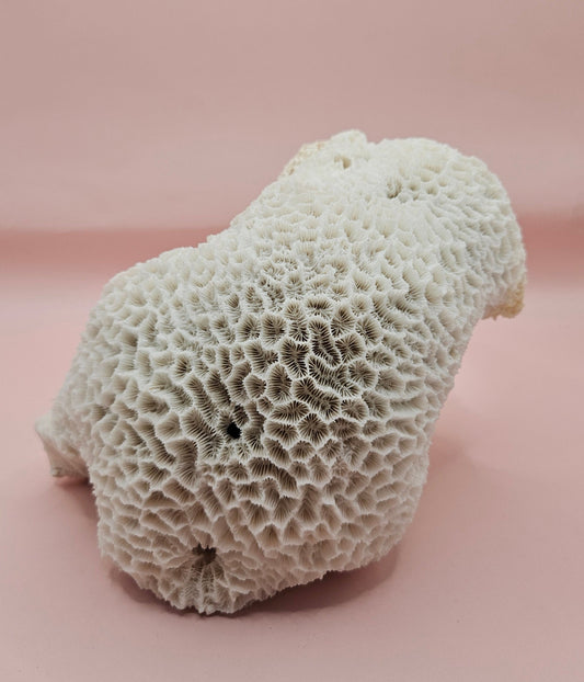 Vintage White Brain Coral – 7" Natural Coastal Decor