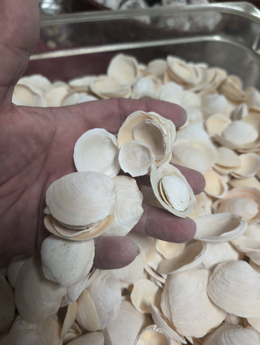 Pale Buttercup Filler Shells