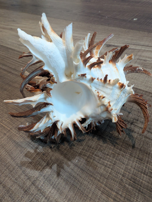 Black Murex Endive Long Spines - Murex endivia