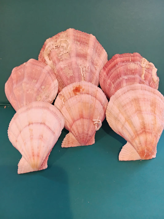 Swiftopecten Swiftii Pectin Scallop Shell