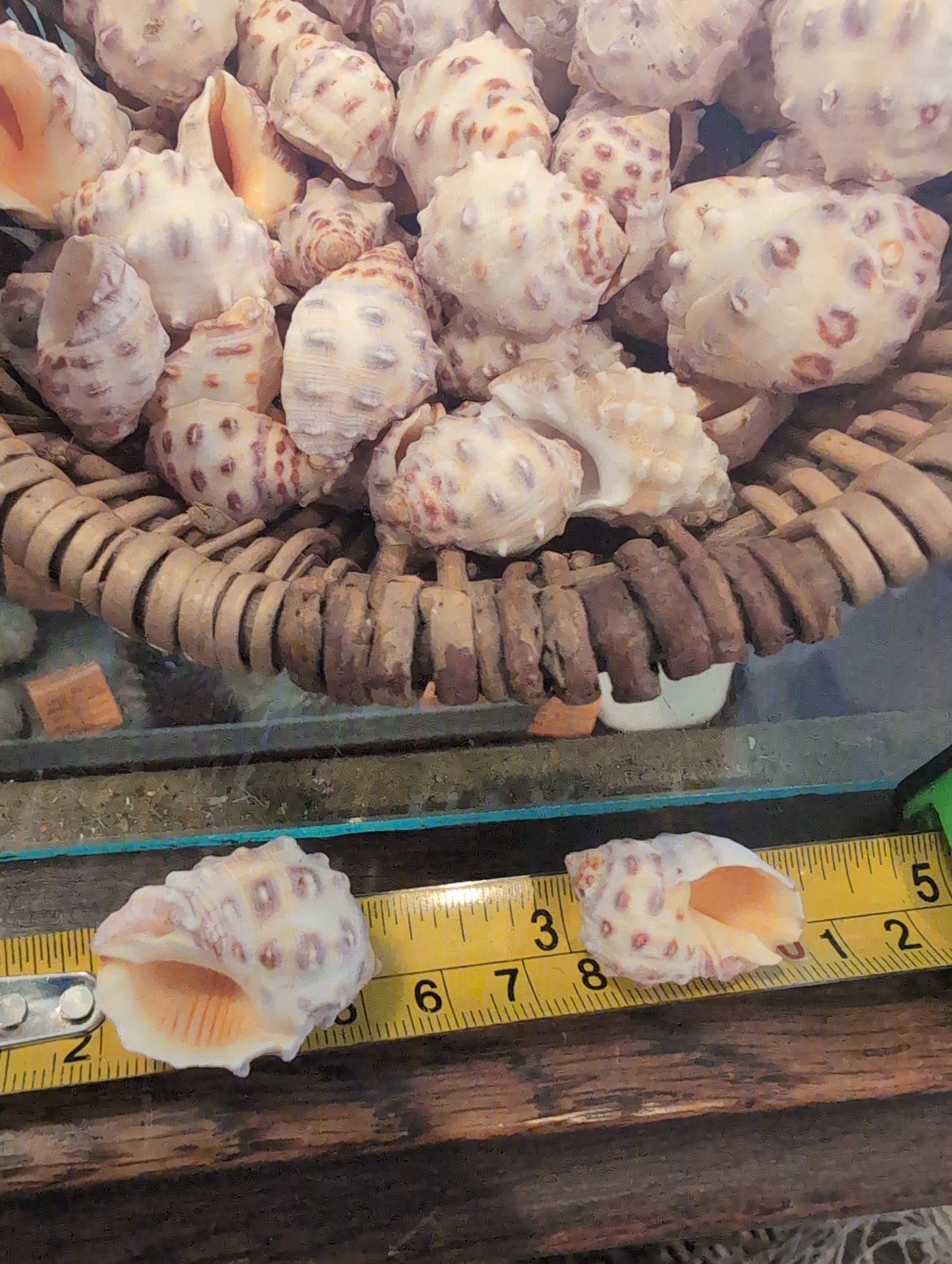 Orange Yellow Drupa Shell - Drupa rubusidaeus