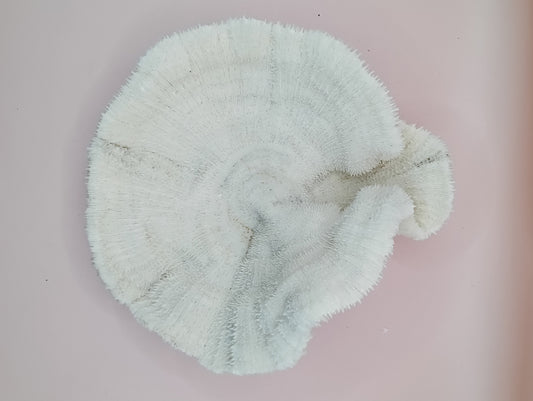 Vintage White Mushroom Coral- Fungia fungites- Plate Disc Shape