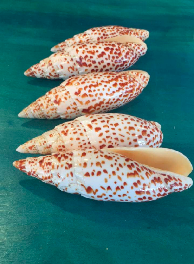 Polished Papal Miter - Mitra papilis