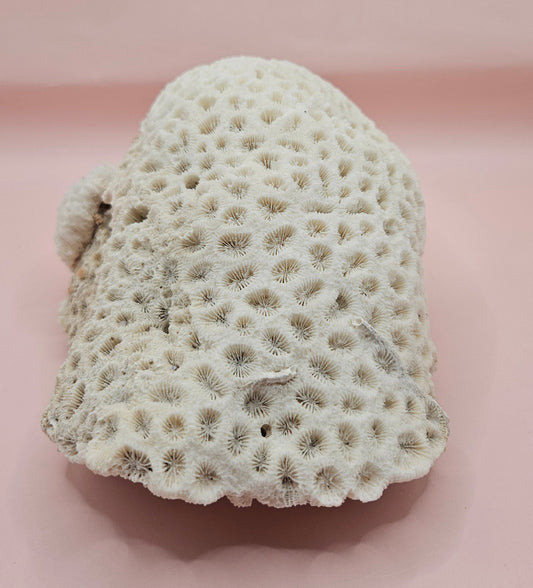 Vintage White Brain Coral – 8.25" Natural Coastal Decor
