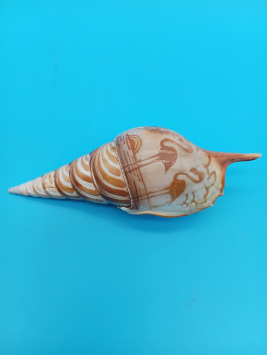 Carved Tibia Shell with Flamingo Scene – 4.8"