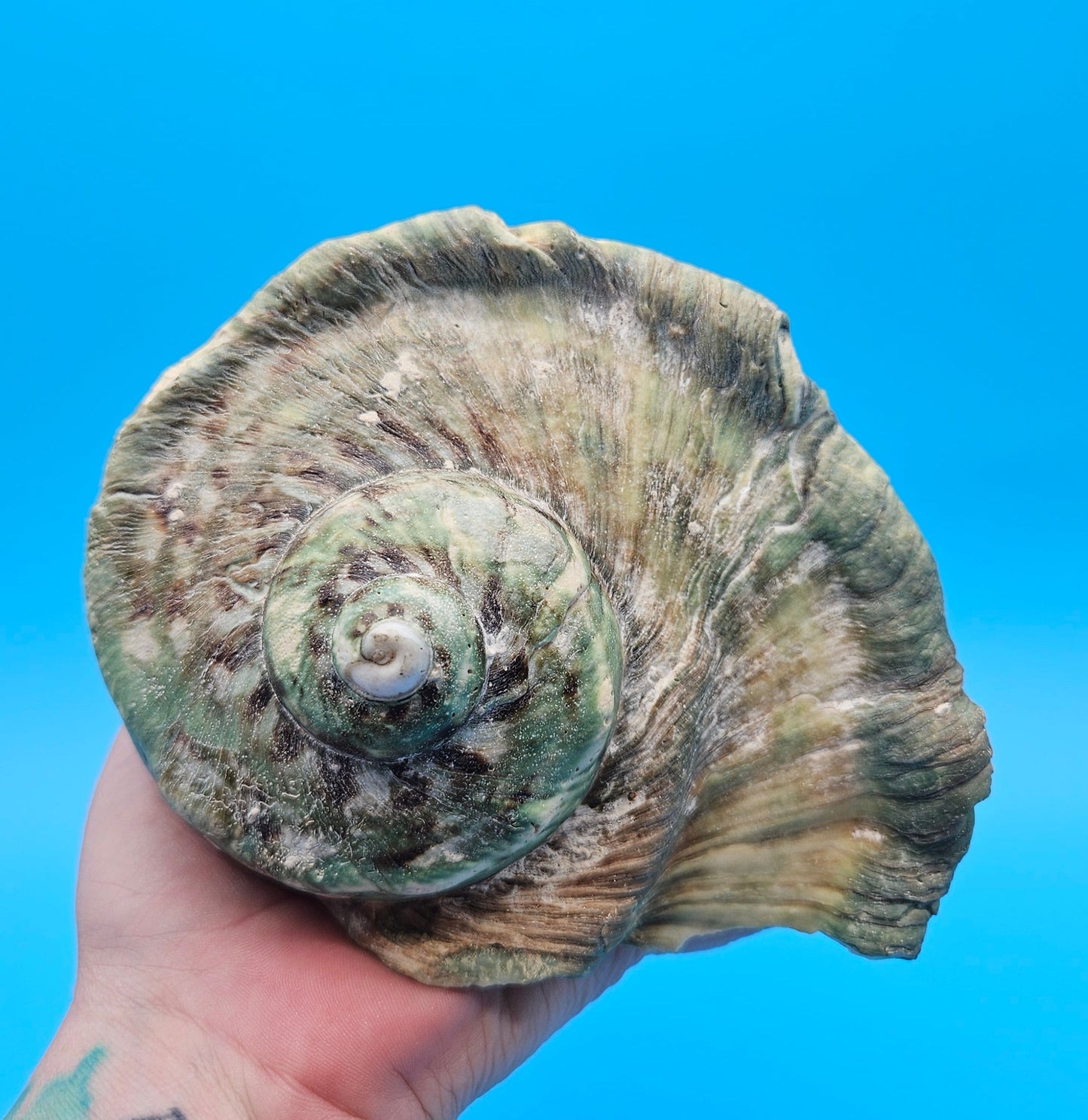 Giant Green Marmoratus Turban Shell – 6.4x6.2x4 Coastal Display