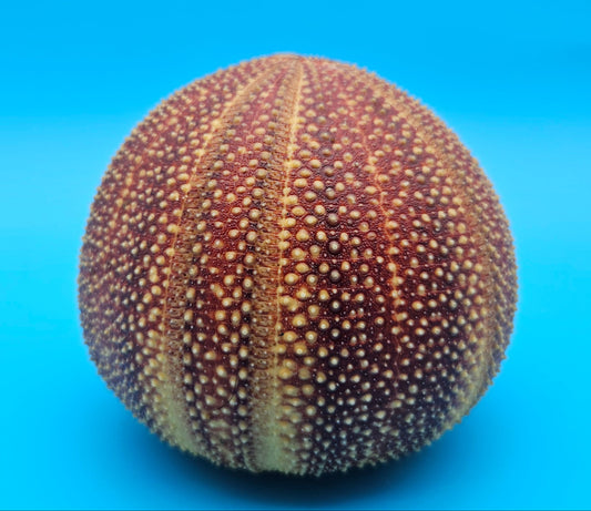 English Urchin Shell 4.8" Echinus esculentus Round Display with Bold Red Texture
