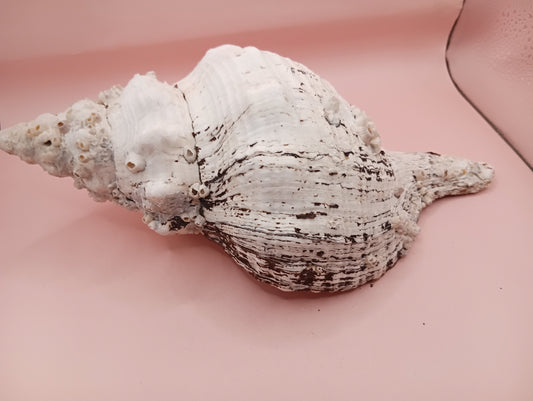 11.5" Horse Conch Shell with Barnacle Growth & Periostracum – Fasciolaria gigante